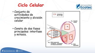 Ciclo Celular
• Conjunto de
actividades de
crecimiento y división
celular
• Consta de dos fases
principales: interfase
y mitosis.
 