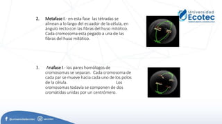 2. Metafase I.- en esta fase las tétradas se
alinean a lo largo del ecuador de la célula, en
ángulo recto con las fibras del huso mitótico.
Cada cromosoma esta pegado a una de las
fibras del huso mitótico.
3. Anafase I.- los pares homólogos de
cromosomas se separan. Cada cromosoma de
cada par se mueve hacia cada uno de los polos
de la célula. Los
cromosomas todavía se componen de dos
cromátidas unidas por un centrómero.
 