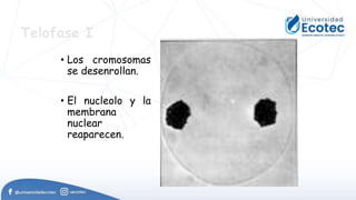 Telofase I
• Los cromosomas
se desenrollan.
• El nucleolo y la
membrana
nuclear
reaparecen.
 