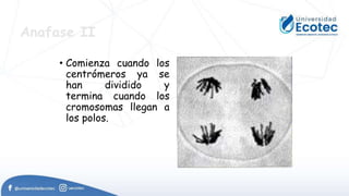Anafase II
• Comienza cuando los
centrómeros ya se
han dividido y
termina cuando los
cromosomas llegan a
los polos.
 