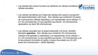• Las células del cuerpo humano se clasifican en células somáticas y
células sexuales.
• Las células somáticas son todas las células del cuerpo a excepción
del espermatozoide y del óvulo. Son células que contienen 23 pares
de cromosomas (células diploides) y se representan como células 2n
(n= 23 cromosomas), lo que significa que tienen 23 cromosomas
apareados, es decir 46 cromosomas.
• Las células sexuales son el espermatozoide y el óvulo, también
llamados gametos. Son células que contienen 23 cromosomas
(células monoploides o haploides) y se representan como células n
(n= 23 cromosomas), lo que significa que tienen 23 cromosomas y en
la fecundación formarán el cigoto o huevo fecundado con 2n (23
pares de cromosomas = célula diploide)
 
