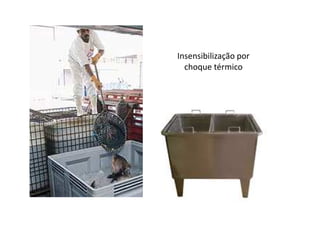 Insensibilização por
choque térmico

 