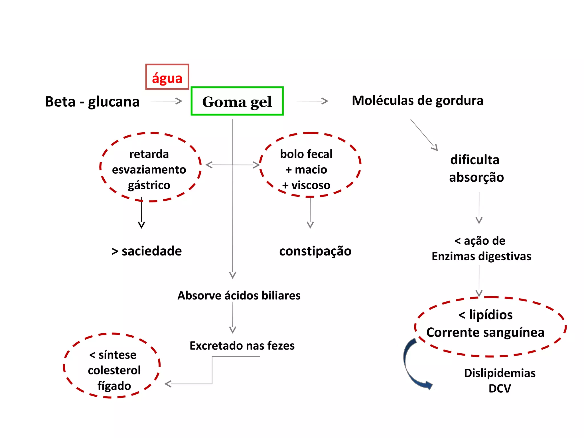 Goma gelBeta - glucana Moléculas de gordura
água
retarda
esvaziamento
gástrico
bolo fecal
+ macio
+ viscoso
> saciedade constipação
dificulta
absorção
< ação de
Enzimas digestivas
< lipídios
Corrente sanguínea
Dislipidemias
DCV
Absorve ácidos biliares
Excretado nas fezes
< síntese
colesterol
fígado
 