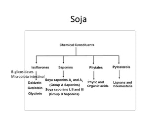 Soja
Β-glicosidases
Microbiota intestinal
 