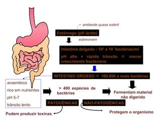 Estômago (pH ácido)
ambiente quase estéril
sobrevivem
PATOGÊNICASPATOGÊNICAS
INTESTINO GROSSO  100.000 x mais bactérias
anaeróbico
rico em nutrientes
pH 5-7
trânsito lento
> 400 espécies de
bactérias
Podem produzir toxinas
NÃO-PATOGÊNICASNÃO-PATOGÊNICAS
Fermentam material
não digerido
Intestino delgado - 106
a 10 7
bactérias/ml
pH alto + rápido trânsito  menor
crescimento bacteriano
Protegem o organismo
 