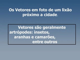 Vetores são geralmente artrópodes: insetos,  aranhas e camarões,  entre outros  Os Vetores em foto de um lixão próximo a cidade . 