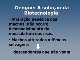 Alteração genética dos  machos: não ocorre  desenvolvimento da  musculatura das asas.  Machos alterados x fêmeas  selvagens  descendentes que não voam Dengue: A solução da Biotecnologia  