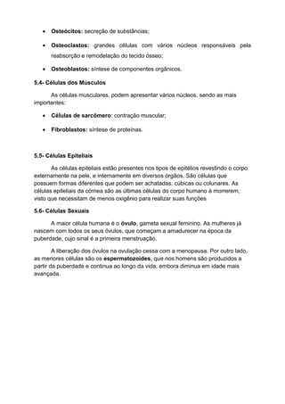 • Osteócitos: secreção de substâncias;
• Osteoclastos: grandes células com vários núcleos responsáveis pela
reabsorção e remodelação do tecido ósseo;
• Osteoblastos: síntese de componentes orgânicos.
5.4- Células dos Músculos
As células musculares, podem apresentar vários núcleos, sendo as mais
importantes:
• Células de sarcômero: contração muscular;
• Fibroblastos: síntese de proteínas.
5.5- Células Epiteliais
As células epiteliais estão presentes nos tipos de epitélios revestindo o corpo
externamente na pele, e internamente em diversos órgãos. São células que
possuem formas diferentes que podem ser achatadas, cúbicas ou colunares. As
células epiteliais da córnea são as últimas células do corpo humano à morrerem,
visto que necessitam de menos oxigênio para realizar suas funções
5.6- Células Sexuais
A maior célula humana é o óvulo, gameta sexual feminino. As mulheres já
nascem com todos os seus óvulos, que começam a amadurecer na época da
puberdade, cujo sinal é a primeira menstruação.
A liberação dos óvulos na ovulação cessa com a menopausa. Por outro lado,
as menores células são os espermatozoides, que nos homens são produzidos a
partir da puberdade e continua ao longo da vida, embora diminua em idade mais
avançada.
 