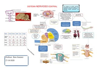 SISTEMA NERVIOSO CENTRAL
Clasificación
Ontogénica del
Encéfalo
Bulbo esta situado en
Representación la porción basal del
encéfalo
Se encarga de percibir estímulos
procedentes del mundo exterior o del
organismo, procesar la información y
transmitir impulso generando una
respuesta
Encefalo: Controla y regula el
funcionamiento de los demás SUS PARTES
centros nerviosos. En el que se PRINCIAL SON
reciben las sensaciones y se
elaboran las respuestas
consientes o involuntarias de
dichas situaciones
Cerebelo:Se
Cerebro: es la parte desarrolla a partir de
esquemática del
Encéfalo
Se localiza entre los hemisferios y el
tronco del encéfalo, y a través de él
pasan la mayoría de fibras que se
dirigen a la corteza cerebral,
Es la estructura superior del
tronco del encéfalo; une el
puente tronco encefálico y el
cerebelo con el diencéfalo.
Integra toda
la información
recibida para
precisar y
controlar
Medula oblonga: su
función regulación de la
secreción de jugos
digestivos, controla la
tos, el vomito y el
estornudo
La coordinación de
conductas esenciales,
regula la eliminación de
hormonas de la
hipófisis
mayor del encefalo y esta la parte dorsal del
separado del cerebelo, rombencefalo
localizado caudalmente
Es la parte que conecta el
prosencéfalo con el
rombencéfalo, es la parte
intermedia.
Medula Espinal: Se
encarga de transmitir los
impulsos nerviosos
comunicando el encéfalo
de los demás organismos
Profesor Jhon Jimenez
27-10-2020
 