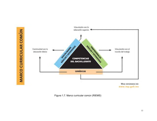 Figura 1.7. Marco curricular común (RIEMS)




                                             13
 