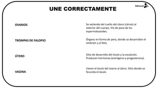 UNE CORRECTAMENTE
OVARIOS
TROMPAS DE FALOPIO
ÚTERO
VAGINA
Sitio de desarrollo del óvulo y la ovulación.
Producen hormonas (estrógeno y progesterona).
Llevan el óvulo del ovario al útero. Sitio donde se
fecunda el óvulo.
Órgano en forma de pera, donde se desarrollan el
embrión y el feto.
Se extiende del cuello del útero (cérvix) al
exterior del cuerpo. Vía de paso de los
espermatozoides.
 