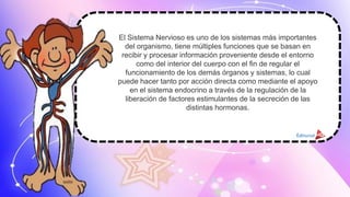 El Sistema Nervioso es uno de los sistemas más importantes
del organismo, tiene múltiples funciones que se basan en
recibir y procesar información proveniente desde el entorno
como del interior del cuerpo con el fin de regular el
funcionamiento de los demás órganos y sistemas, lo cual
puede hacer tanto por acción directa como mediante el apoyo
en el sistema endocrino a través de la regulación de la
liberación de factores estimulantes de la secreción de las
distintas hormonas.
 