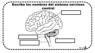Escribe los nombres del sistema nervioso
central
 