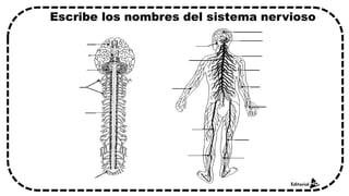 Escribe los nombres del sistema nervioso
 