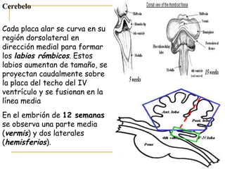 Labios Rombicos Material de apoyo psicobiología | PPT