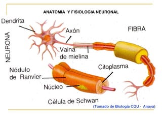 ANATOMIA  Y FISIOLOGIA NEURONAL 