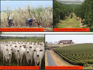 BOIAS-FRIAS EM FAZENDA NO ESTADO DE MG AGROINDÚSTRIA EM BEBEDOURO-SP
CRIAÇÃO DE GADO NO VALE DO PARAÍBA FAZENDA DE CAFÉ NO INTERIOR DE SP
 