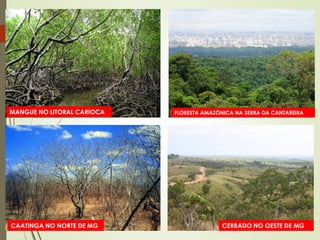 MANGUE NO LITORAL CARIOCA
CAATINGA NO NORTE DE MG
FLORESTA AMAZÔNICA NA SERRA DA CANTAREIRA
CERRADO NO OESTE DE MG
 