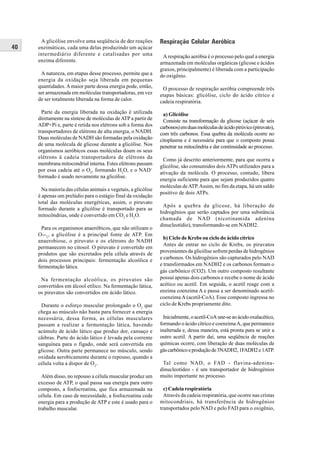 A glicólise envolve uma seqüência de dez reações          Respiração Celular Aeróbica
40   enzimáticas, cada uma delas produzindo um açúcar
     intermediário diferente e catalisadas por uma               A respiração aeróbia é o processo pelo qual a energia
     enzima diferente.                                          armazenada em moléculas orgânicas (glicose e ácidos
                                                                graxos, principalmente) é liberada com a participação
      A natureza, em etapas desse processo, permite que a       do oxigênio.
     energia da oxidação seja liberada em pequenas
     quantidades. A maior parte dessa energia pode, então,       O processo de respiração aeróbia compreende três
     ser armazenada em moléculas transportadoras, em vez        etapas básicas: glicólise, ciclo do ácido cítrico e
     de ser totalmente liberada na forma de calor.              cadeia respiratória.
       Parte da energia liberada na oxidação é utilizada          a) Glicólise
     diretamente na síntese de moléculas de ATP a partir de       Consiste na transformação da glicose (açúcar de seis
     ADP+Pi e, parte é retida nos elétrons sob a forma dos      carbonos) em duas moléculas de ácido pirúvico (piruvato),
     transportadores de elétrons de alta energia, o NADH.       com três carbonos. Essa quebra da molécula ocorre no
     Duas moléculas de NADH são formadas pela oxidação          citoplasma e é necessária para que o composto possa
     de uma molécula de glicose durante a glicólise. Nos        penetrar na mitocôndria e dar continuidade ao processo.
     organismos aeróbicos essas moléculas doam os seus
     elétrons à cadeia transportadora de elétrons da             Como já descrito anteriormente, para que ocorra a
     membrana mitocondrial interna. Estes elétrons passam
                                                                glicólise, são consumidos dois ATPs utilizados para a
     por essa cadeia até o O2, formando H2O, e o NAD+
                                                                ativação da molécula. O processo, contudo, libera
     formado é usado novamente na glicólise.
                                                                energia suficiente para que sejam produzidos quatro
                                                                moléculas de ATP. Assim, no fim da etapa, há um saldo
       Na maioria das células animais e vegetais, a glicólise
                                                                positivo de dois ATPs.
     é apenas um prelúdio para o estágio final da oxidação
     total das moléculas energéticas, assim, o piruvato
                                                                 Após a quebra da glicose, há liberação de
     formado durante a glicólise é transportado para as
                                                                hidrogênios que serão captados por uma substância
     mitocôndrias, onde é convertido em CO2 e H2O.
                                                                chamada de NAD (nicotinamida adenina
                                                                dinucleotídio), transformando-se em NADH2.
       Para os organismos anaeróbicos, que não utilizam o
     O-- 2, a glicólise é a principal fonte de ATP. Em
                                                                  b) Ciclo de Krebs ou ciclo do ácido cítrico
     anaerobiose, o piruvato e os elétrons do NADH
                                                                  Antes de entrar no ciclo de Krebs, os piruvatos
     permanecem no citosol. O piruvato é convertido em
                                                                provenientes da glicólise sofrem perdas de hidrogênios
     produtos que são excretados pela célula através de
     dois processos principais: fermentação alcoólica e         e carbonos. Os hidrogênios são capturados pelo NAD
     fermentação lática.                                        e transformados em NADH2 e os carbonos formam o
                                                                gás carbônico (CO2). Um outro composto resultante
      Na fermentação alcoólica, os piruvatos são                possui apenas dois carbonos e recebe o nome de ácido
     convertidos em álcool etílico. Na fermentação lática,      acético ou acetil. Em seguida, o acetil reage com a
     os piruvatos são convertidos em ácido lático.              enzima coenzima A e passa a ser denominado acetil-
                                                                coenzima A (acetil-CoA). Esse composto ingressa no
      Durante o esforço muscular prolongado o O2 que            ciclo de Krebs propriamente dito.
     chega ao músculo não basta para fornecer a energia
     necessária, dessa forma, as células musculares               Inicialmente, o acetil-CoA une-se ao ácido oxalacético,
     passam a realizar a fermentação lática, havendo            formando o ácido cítrico e coenzima A, que permanece
     acúmulo de ácido lático que produz dor, cansaço e          inalterada e, dessa maneira, está pronta para se unir a
     cãibras. Parte do ácido lático é levada pela corrente      outro acetil. A partir daí, uma seqüência de reações
     sanguínea para o fígado, onde será convertida em           químicas ocorre, com liberação de duas moléculas de
     glicose. Outra parte permanece no músculo, sendo           gás carbônico e produção de 3NADH2, 1FADH2 e 1ATP.
     oxidada aerobicamente durante o repouso, quando a
     célula volta a dispor de O2.                                Tal como NAD, o FAD - flavina-adenina-
                                                                dinucleotídeo - é um transportador de hidrogênios
       Além disso, no repouso a célula muscular produz um       muito importante no processo.
     excesso de ATP, o qual passa sua energia para outro
     composto, a fosfocreatina, que fica armazenada na            c) Cadeia respiratória
     célula. Em caso de necessidade, a fosfocreatina cede         Através da cadeia respiratória, que ocorre nas cristas
     energia para a produção de ATP e este é usado para o       mitocondriais, há transferência de hidrogênios
     trabalho muscular.                                         transportados pelo NAD e pelo FAD para o oxigênio,
 