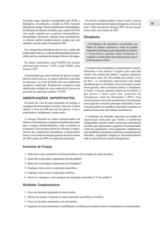 formando água. Quando é transportado pelo NAD, o                  Os prótons também podem voltar à matriz, através
hidrogênio, inicialmente, é doado ao FAD, havendo                de uma proteína denominada termogenina, através da          41
liberação de energia. Nessas transferências de hidrogênios,      qual, o fluxo de prótons dissipa 100% da sua energia
há liberação de elétrons excitados, que, a partir do FAD,        como calor, sem síntese de ATP.
vão sendo captados por aceptores intermediários,
denominados citocromos. Durante essas transferências,            Cloroplastos
os elétrons perdem gradativamente energia, que será
utilizada, em parte, para a formação de ATP.                        Cloroplastos são plastídeos encontrados nas
                                                                   folhas de plantas superiores, sendo de grande
 Se a energia fosse liberada de uma só vez, a célula não           importância biológica, pela capacidade de realizar
poderia aproveitá-la, e o calor produzido poderia destruir a       a fotossíntese, quando então produzem o
célula, por isso a produção de energia é feita em três etapas.     oxigênio e a maior parte da energia química que é
                                                                   utilizada pelas células.
 Na cadeia respiratória, cada NADH2 tem energia
suficiente para formar 3 ATP e cada FADH2, para
formar 2 ATP.                                                      A estrutura dos cloroplastos é extremamente variável.
                                                                 Entretanto o seu número é regular para cada tipo
 Considerando que uma molécula de glicose origina                celular. Nas células das folhas e vegetais superiores
duas de ácido pirúvico, as etapas referentes à ativação          observamos entre 20 e 40 unidade por células. À luz
do piruvato e ao ciclo de Krebs têm seu rendimento               da M.E., os cloroplastos apresentam uma dupla
energético duplicado. Rendimento energético total                membrana que é o envoltório, através do qual ocorrem
obtido pela oxidação de uma molécula de glicose no               trocas gasosas, entre a estrutura celular e o citoplasma.
processo de respiração aeróbia: 38 ATP.                          A matriz é um gel, presente dentro do envoltório, e
                                                                 que possui a maior parte das proteínas do
OBSERV AÇÕES IMPORTANTES :
                   ANTES:
OBSERVAÇÕES IMPORTANTES                                          cloroplastos, além de ribossomos e DNA. Essa
                                                                 estrutura possui uma rede membranosa, formada pela
 Do ponto de vista de aproveitamento de energia, a               associação de vesículas achatadas (tilacóides). Essas
vantagem da mitocôndria é enorme. Sem ela, a célula              vesículas podem se empilhar originando os gramas ou
obteria 2 mols de ATP por mol de glicose. Com a                  podem formar uma rede tubular membranosa.
mitocôndria o rendimento é muito maior.
                                                                   A membrana do tilacóides apresenta um padrão de
  A energia liberada na cadeia transportadora de                 organização molecular que lembra a membrana
elétrons é utilizada para o transporte de prótons da matriz      citoplasmática, porém contém numerosas moléculas de
para o espaço intermembranoso, onde os prótons se                clorofila, que representam o pigmento fotossintetizador
acumulam. Esses prótons fluem de volta para a matriz.            verde dos cloroplastos. Esses pigmentos combinam-se
Através dos corpúsculos elementares, a energia desse             com facilidade às proteínas existentes na membrana dos
fluxo é convertida em energia química devido à síntese           tilacóides, originando complexos fotossintetizadores
do ATP a partir do ADP, no corpúsculo elementar.                 onde se desenvolvem reações fotoquímicas.


Exercícios de Fixação

 1 - Diferencie seres autotróficos de heterotróficos e dê exemplos de cada um deles.
 2 - Quais são os principais componentes da mitocôndria?
 3 - Quais são os principais componentes do cloroplasto?
 4 - Explique como ocorre a respiração anaeróbica.
 5 - Explique como ocorre a respiração aeróbica.
 6 - Quais as vantagens e desvantagens da respiração anaeróbica? E da aeróbica?

Atividades Complementares

 1 - Faça um desenho legendado da mitocôndria.
 2 - Monte um quadro comparativo entre respiração anaeróbica e aeróbica.
 3 - Faça um desenho esquemático do cloroplasto.
 4 - Organize um texto mostrando as semelhanças e as diferenças existentes entre os cloroplastos e as mitocôndrias.
 
