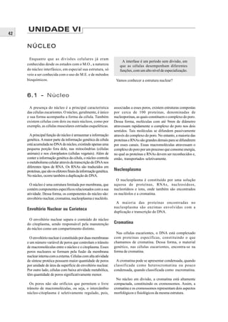 42
     UNIDADE VI

     NÚCLEO

      Enquanto que as divisões celulares já eram
                                                                          A interfase é um período sem divisão, em
     conhecidas desde os estudos com o M.O., a natureza                 que as células desempenham diferentes
     do núcleo interfásico, em especial sua estrutura, só               funções, com um alto nível de especialização.
     veio a ser conhecida com o uso do M.E. e de métodos
     bioquímicos.                                                     Vamos conhecer a estrutura nuclear?



     6.1 - Núcleo

      A presença do núcleo é a principal característica              associadas a esses poros, existem estruturas compostas
     das células eucariontes. O núcleo, geralmente, é único          por cerca de 100 proteínas, denominadas de
     e sua forma acompanha a forma da célula. Também                 nucleoporinas, as quais constituem o complexo do poro.
     existem células com dois ou mais núcleos, como por              Dessa forma, moléculas com até 9mm de diâmetro
     exemplo, as células musculares estriadas esqueléticas.          atravessam rapidamente o complexo do poro nos dois
                                                                     sentidos. Tais moléculas se difundem passivamente
       A principal função do núcleo é armazenar a informação         através do complexo do poro. No entanto, a maioria das
     genética. A maior parte da informação genética da célula        proteínas e RNAs são grandes demais para se difundirem
     está acumulada no DNA do núcleo, existindo apenas uma           por esses canais. Essas macromoléculas atravessam o
     pequena porção fora dele, nas mitocôndrias (células             complexo do poro por um processo que consome energia,
     animais) e nos cloroplastos (células vegetais). Além de         no qual as proteínas e RNAs devem ser reconhecidos e,
     conter a informação genética da célula, o núcleo controla       então, transportados seletivamente.
     o metabolismo celular através da transcrição do DNA nos
     diferentes tipos de RNA. Os RNAs são traduzidos em
     proteínas, que são os efetores finais da informação genética.   Nucleoplasma
     No núcleo, ocorre também a duplicação do DNA.
                                                                      O nucleoplasma é constituído por uma solução
       O núcleo é uma estrutura limitada por membrana, que           aquosa de proteínas, RNAs, nucleosídeos,
     contém componentes específicos relacionados com a sua           nucleotídeos e íons, onde também são encontrados
     atividade. Dessa forma, os componentes do núcleo são:           os nucléolos e a cromatina.
     envoltório nuclear, cromatina, nucleoplasma e nucléolo.
                                                                      A maioria das proteínas encontradas no
                                                                     nucleoplasma são enzimas envolvidas com a
     Envoltório Nuclear ou Carioteca
                                                                     duplicação e transcrição do DNA.

      O envoltório nuclear separa o conteúdo do núcleo
     do citoplasma, sendo responsável pela manutenção                Cromatina
     do núcleo como um compartimento distinto.
                                                                      Nas células eucariontes, o DNA está complexado
       O envoltório nuclear é constituído por duas membranas         com proteínas específicas, constituindo o que
     e um número variável de poros que controlam o trânsito          chamamos de cromatina. Dessa forma, o material
     de macromoléculas entre o núcleo e o citoplasma. Esses          genético, nas células eucariontes, encontra-se na
     poros nucleares se formam pela fusão da membrana                forma de cromatina.
     nuclear interna com a externa. Células com alta atividade
     de síntese protéica possuem maior quantidade de poros            A cromatina pode se apresentar condensada, quando
     por unidade de área da superfície do envoltório nuclear.        classificada como heterocromatina ou pouco
     Por outro lado, células com baixa atividade metabólica,         condensada, quando classificada como eucromatina.
     têm quantidade de poros significativamente menor.
                                                                      No núcleo em divisão, a cromatina está altamente
       Os poros não são orifícios que permitem o livre               compactada, constituindo os cromossomos. Assim, a
     trânsito de macromoléculas, ou seja, o intercâmbio              cromatina e os cromossomos representam dois aspectos
     núcleo-citoplasma é seletivamente regulado, pois,               morfológicos e fisiológicos da mesma estrutura.
 