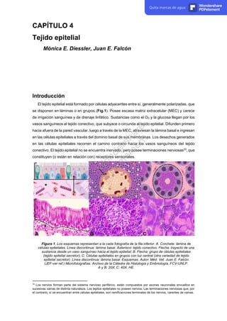 CAPÍTULO 4
Tejido epitelial
Mónica E. Diessler, Juan E. Falcón
Introducción
El tejido epitelial está formado por células adyacentes entre sí, generalmente polarizadas, que
se disponen en láminas o en grupos (Fig.1). Posee escasa matriz extracelular (MEC) y carece
de irrigación sanguínea y de drenaje linfático. Sustancias como el O2 y la glucosa llegan por los
vasos sanguíneos al tejido conectivo, que subyace o circunda al tejido epitelial. Difunden primero
hacia afuera de la pared vascular, luego a través de la MEC, atraviesan la lámina basal e ingresan
en las células epiteliales a través del dominio basal de sus membranas. Los desechos generados
en las células epiteliales recorren el camino contrario hacia los vasos sanguíneos del tejido
conectivo. El tejido epitelial no se encuentra inervado, pero posee terminaciones nerviosas33
, que
constituyen (o están en relación con) receptores sensoriales.
Figura 1. Los esquemas representan a la cada fotografía de la fila inferior. A. Corchete: lámina de
células epiteliales. Línea discontinua: lámina basal. Asterisco: tejido conectivo. Flecha: trayecto de una
sustancia desde un vaso sanguíneo hacia el tejido epitelial; B. Flecha: grupo de células epiteliales
(tejido epitelial secretor); C. Células epiteliales en grupos con luz central (otra variedad de tejido
epitelial secretor). Línea discontinua: lámina basal. Esquemas. Autor: Méd. Vet. Juan E. Falcón
(JEF-ver ref.) Microfotografías: Archivo de la Cátedra de Histología y Embriología, FCV-UNLP.
A y B: 20X; C: 40X. HE.
33
Los nervios forman parte del sistema nervioso periférico, están compuestos por axones neuronales envueltos en
sucesivas vainas de distinta naturaleza. Los tejidos epiteliales no poseen nervios. Las terminaciones nerviosas que, por
el contrario, sí se encuentran entre células epiteliales, son ramificaciones terminales de los nervios, carentes de vainas.
Quita marcas de agua Wondershare
PDFelement
 