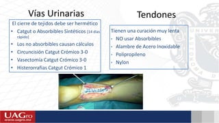 Vías Urinarias
El cierre de tejidos debe ser hermético
• Catgut o Absorbibles Sintéticos [14 días
rápido]
• Los no absorbibles causan cálculos
• Circuncisión Catgut Crómico 3-0
• Vasectomía Catgut Crómico 3-0
• Histerorrafias Catgut Crómico 1
Tendones
Tienen una curación muy lenta
• NO usar Absorbibles
• Alambre de Acero Inoxidable
• Polipropileno
• Nylon
 