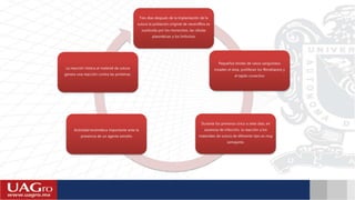 Pequeños brotes de vasos sanguíneos
invaden el área, proliferan los ﬁbroblastos y
el tejido conectivo
Durante los primeros cinco a siete días, en
ausencia de infección, la reacción a los
materiales de sutura de diferente tipo es muy
semejante.
La reacción hística al material de sutura
genera una reacción contra las proteínas.
Actividad enzimática importante ante la
presencia de un agente extraño
Tres días después de la implantación de la
sutura la población original de neutróﬁlos es
sustituida por los monocitos, las células
plasmáticas y los linfocitos
 