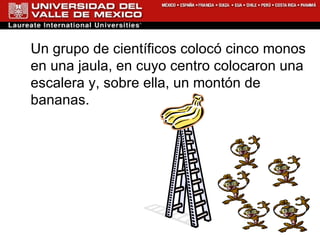 Un grupo de científicos colocó cinco monos en una jaula, en cuyo centro colocaron una escalera y, sobre ella, un montón de bananas. 