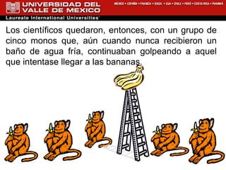Los científicos quedaron, entonces, con un grupo de cinco monos que, aún cuando nunca recibieron un baño de agua fría, continuaban golpeando a aquel que intentase llegar a las bananas. 