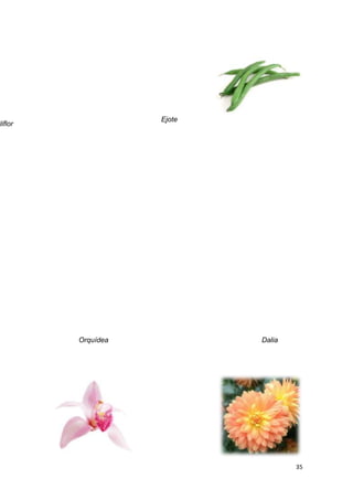 Ejote
liflor




         Orquídea           Dalia




                                    35
 