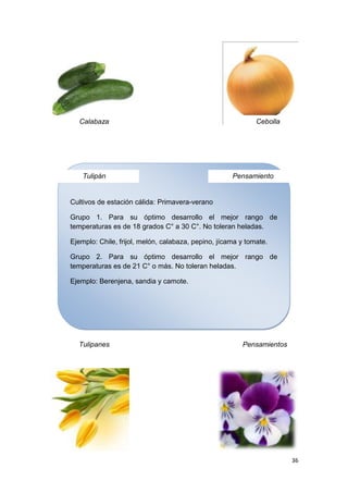 Calabaza                                                  Cebolla




    Tulipán                                          Pensamiento


Cultivos de estación cálida: Primavera-verano

Grupo 1. Para su óptimo desarrollo el mejor rango de
temperaturas es de 18 grados C° a 30 C°. No toleran heladas.

Ejemplo: Chile, frijol, melón, calabaza, pepino, jícama y tomate.

Grupo 2. Para su óptimo desarrollo el mejor rango de
temperaturas es de 21 C° o más. No toleran heladas.

Ejemplo: Berenjena, sandia y camote.




  Tulipanes                                             Pensamientos




                                                                       36
 