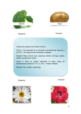 Brócoli                                              Papa




  Margarita                                           Amapola




Cultivos de estación fría: Otoño-invierno.

Grupo 1: Su desarrollo se ve afectado a temperaturas mayores a
los 24 C°. Son ligeramente tolerantes a heladas.

Ejemplo: Papa, brócoli, apio, espinaca, cilantro, lechuga, repollo,
coliflor, zanahorias y fresas.

Grupo 2: Para su óptimo desarrollo el mejor rango de
temperaturas medias de 13 C° a -24 C°. Toleran heladas.

Ejemplo: Ajo, cebolla y esparrago.




  Margarita                                              Amapola




                                                                      37
 
