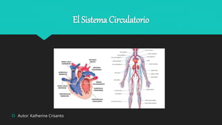 El Sistema Circulatorio
 Autor: Katherine Crisanto
 