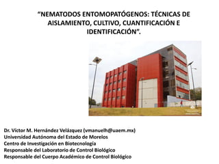 “NEMATODOS ENTOMOPATÓGENOS: TÉCNICAS DE
AISLAMIENTO, CULTIVO, CUANTIFICACIÓN E
IDENTIFICACIÓN”.
Dr. Víctor M. Hernández Velázquez (vmanuelh@uaem.mx)
Universidad Autónoma del Estado de Morelos
Centro de Investigación en Biotecnología
Responsable del Laboratorio de Control Biológico
Responsable del Cuerpo Académico de Control Biológico
 