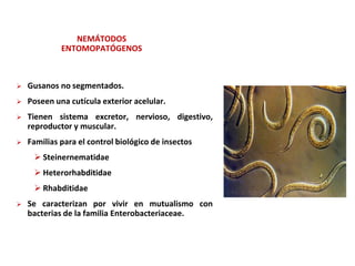 NEMÁTODOS
ENTOMOPATÓGENOS
 Gusanos no segmentados.
 Poseen una cutícula exterior acelular.
 Tienen sistema excretor, nervioso, digestivo,
reproductor y muscular.
 Familias para el control biológico de insectos
 Steinernematidae
 Heterorhabditidae
 Rhabditidae
 Se caracterizan por vivir en mutualismo con
bacterias de la familia Enterobacteriaceae.
 