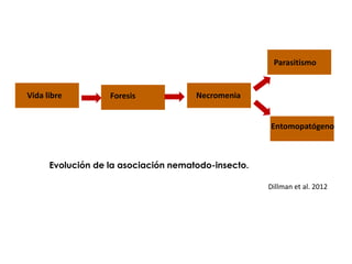 Evolución de la asociación nematodo-insecto.
Dillman et al. 2012
Vida libre Foresis Necromenia
Parasitismo
Entomopatógeno
 