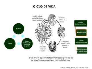 CICLO DE VIDA
Ciclo de vida de nemátodos entomopatógenos de las
familias Steinernematidae y Heterorhabditidae.
Familia
Steinernematidae
Amfimícticos
Familia
Heterorhabditidae
Hermafroditas
y anfimícticos
Huevo
Cuatro
instares de
estados
juveniles
Adulto
Poinar, 1990; Wouts, 1991; Ehlers, 2001.
 