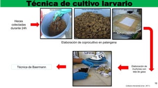 Elaboración de coprocultivo en palangana
16
(Liébano-Hernández et al., 2011)
Heces
colectadas
durante 24h
Técnica de cultivo larvario
Técnica de Baermann Elaboración de
muñones con
tela de gasa
Heces húmedas 7 días
Heces con hule espuma 1:1
mezclar c/3 día
 