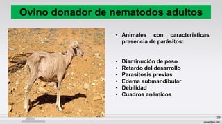 Ovino donador de nematodos adultos
23
• Animales con características
presencia de parásitos:
• Disminución de peso
• Retardo del desarrollo
• Parasitosis previas
• Edema submandibular
• Debilidad
• Cuadros anémicos
 
