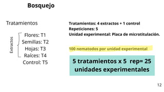 Tratamientos: 4 extractos + 1 control
Repeticiones: 5
Unidad experimental: Placa de microtitulación.
Flores: T1
Semillas: T2
Hojas: T3
Raíces: T4
Control: T5
Tratamientos
Extractos
5 tratamientos x 5 rep= 25
unidades experimentales
100 nematodos por unidad experimental
Bosquejo
12
 