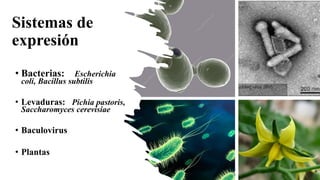 Sistemas de
expresión
• Bacterias: Escherichia
coli, Bacillus subtilis
• Levaduras: Pichia pastoris,
Saccharomyces cerevisiae
• Baculovirus
• Plantas
 