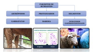 PARÁSITOS DE
RUMIANTES
HELMINTOS
PROTOZOARIOS
ARTRÓPODOS
GARRAPATAS NEMATODOS
GASTROINTESTINALES
BABESIA
 