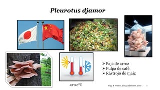 Pleurotus djamor
6
Paja de arroz
Pulpa de café
Rastrojo de maíz
Vega & Franco, 2013; Salmones, 2017
22-30 ºC
 