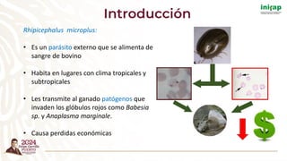 Introducción
Rhipicephalus microplus:
• Es un parásito externo que se alimenta de
sangre de bovino
• Habita en lugares con clima tropicales y
subtropicales
• Les transmite al ganado patógenos que
invaden los glóbulos rojos como Babesia
sp. y Anaplasma marginale.
• Causa perdidas económicas
 