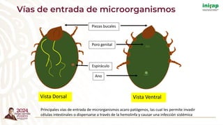Vías de entrada de microorganismos
Vista Dorsal Vista Ventral
Poro genital
Ano
Espiráculo
Piezas bucales
Principales vías de entrada de microrganismos acaro patógenos, las cual les permite invadir
células intestinales o dispersarse a través de la hemolinfa y causar una infección sistémica
 
