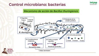 Control microbiano: bacterias
Mecanismo de acción de Bacillus thuringiensis
 