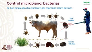 Se han empleado directamente por aspersión sobre bovinos
Control microbiano: bacterias
 