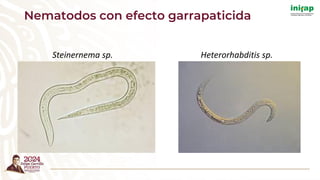 Nematodos con efecto garrapaticida
Steinernema sp. Heterorhabditis sp.
 