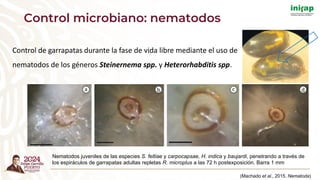 Nematodos juveniles de las especies S. feltiae y carpocapsae, H. indica y baujardi, penetrando a través de
los espiráculos de garrapatas adultas repletas R. microplus a las 72 h postexposición. Barra 1 mm
Control de garrapatas durante la fase de vida libre mediante el uso de
nematodos de los géneros Steinernema spp. y Heterorhabditis spp.
(Machado et al., 2015. Nematoda)
Control microbiano: nematodos
 